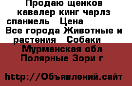 Продаю щенков кавалер кинг чарлз спаниель › Цена ­ 40 000 - Все города Животные и растения » Собаки   . Мурманская обл.,Полярные Зори г.